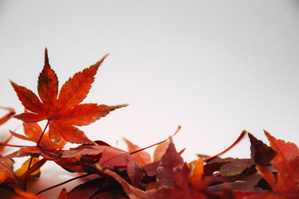 leaves, autumn, fall-5300030.jpg