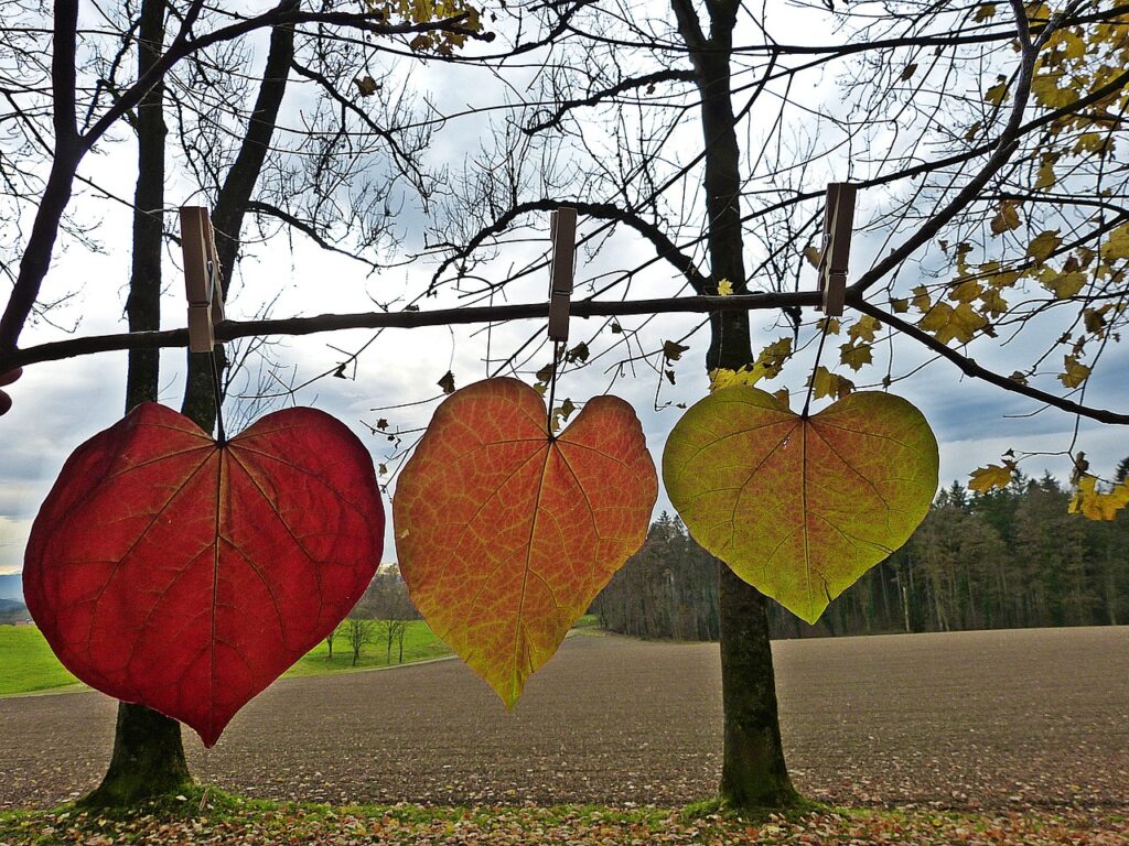 leaves, fall, multicoloured-1849820.jpg