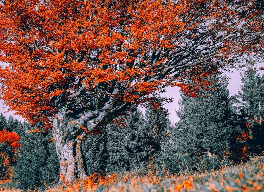 tree, beech, fall-3823062.jpg